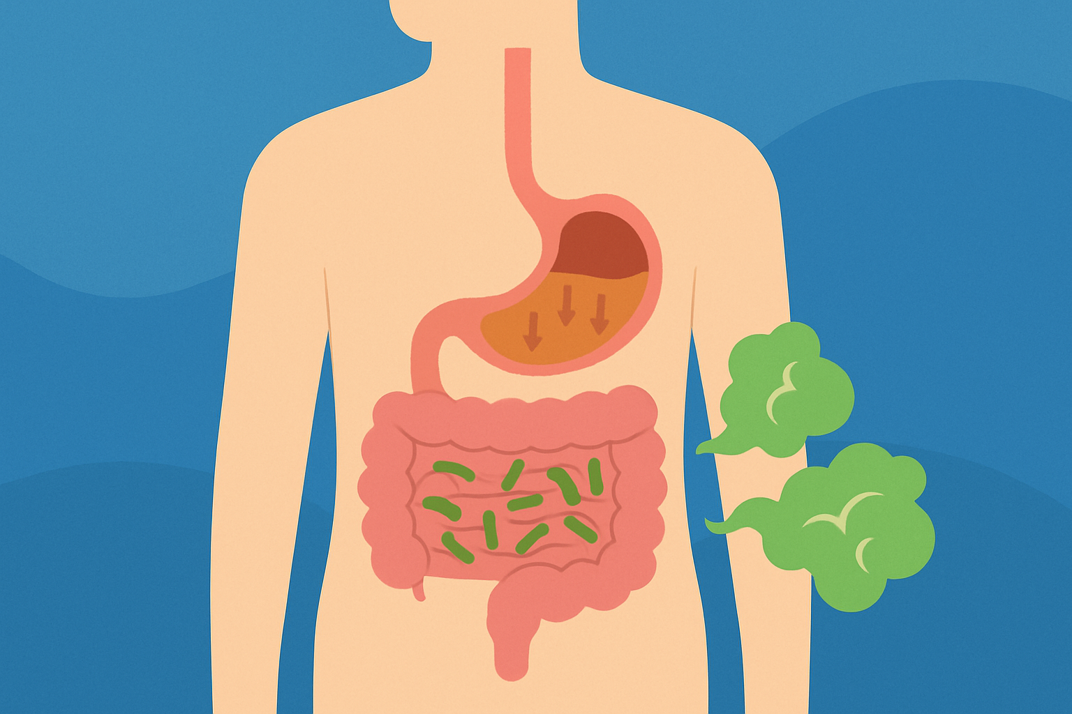 Diagram illustrating how slowed digestion due to Wegovy leads to bacterial fermentation and sulfur gas production causing sulfur burps.